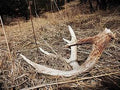 Antler Sheds (Whole)