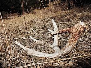 Antler Sheds (Whole)