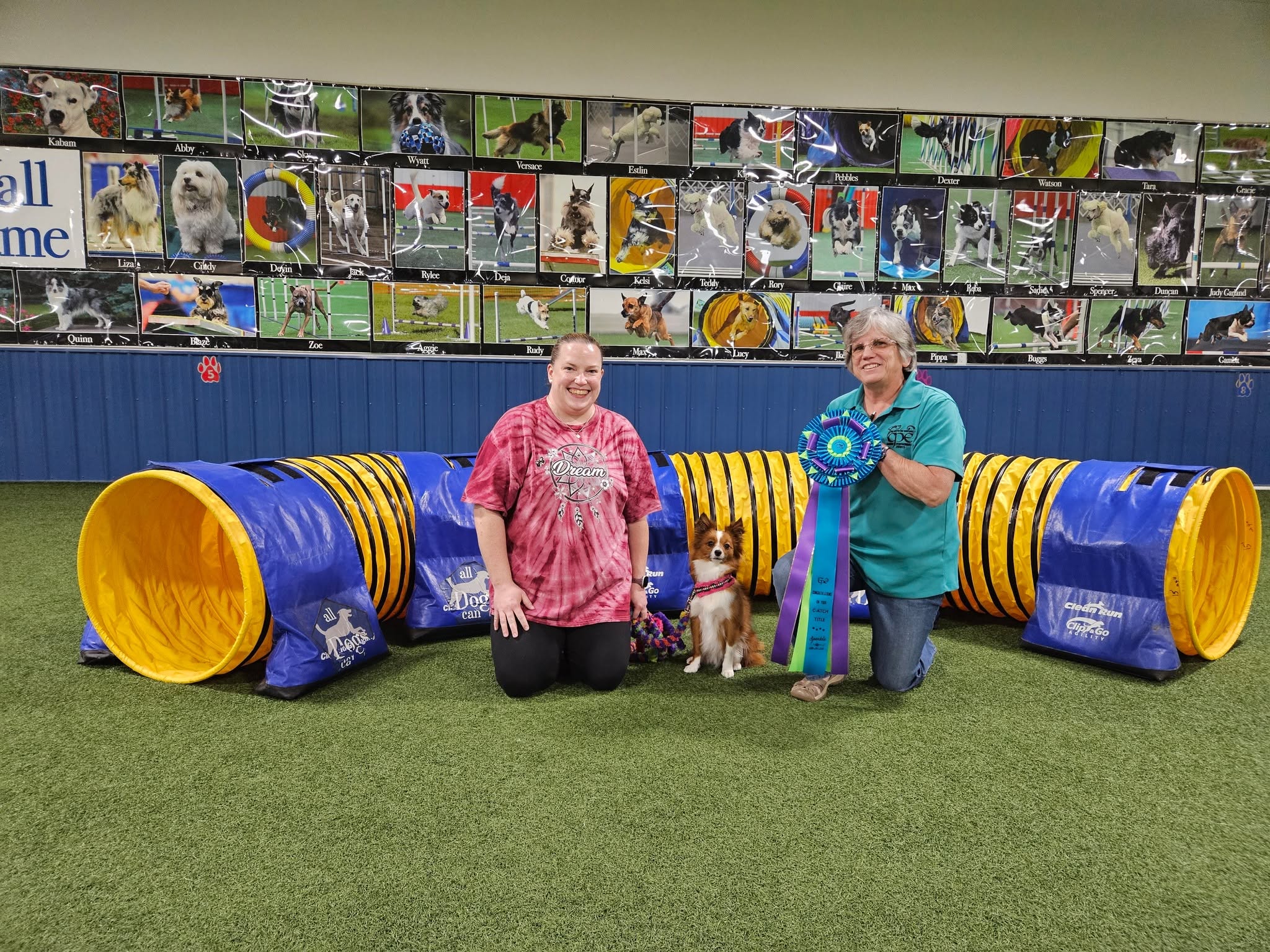 Drop-In Agility:  Competition Skills & Drills