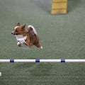 Drop-In Intro Agility:  Novice Skills & Drills