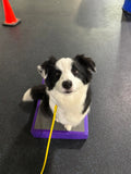 Puppy Foundations W/ Chris