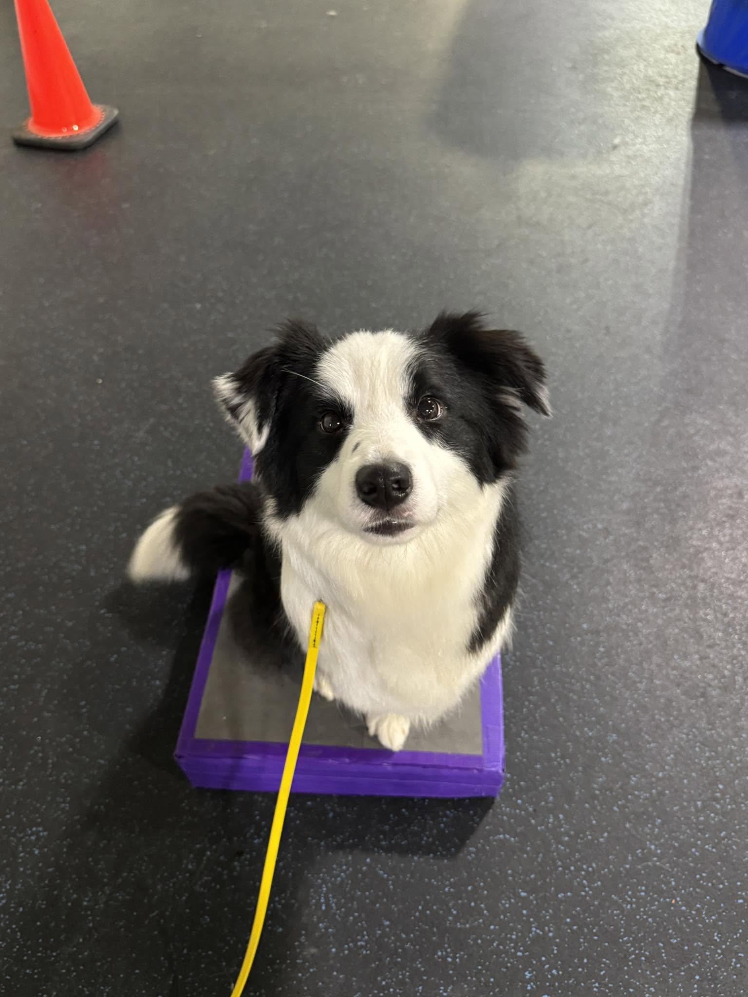 Puppy Foundations W/ Chris