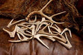 Antler - Forks