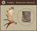Antler - Moose
