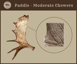 Antler - Moose